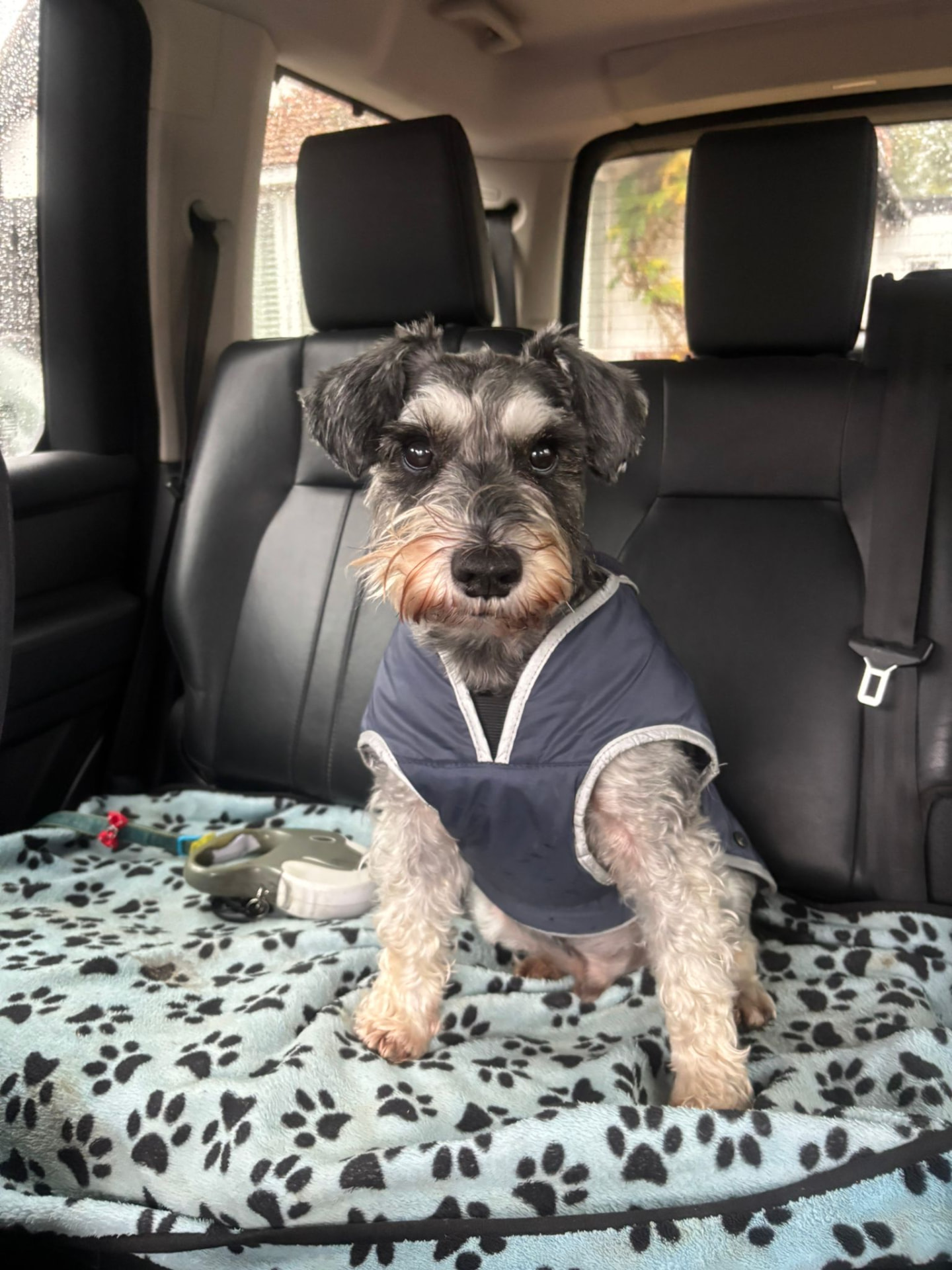 Milo, a miniature schnauzer, sitting in the car ready for a walk