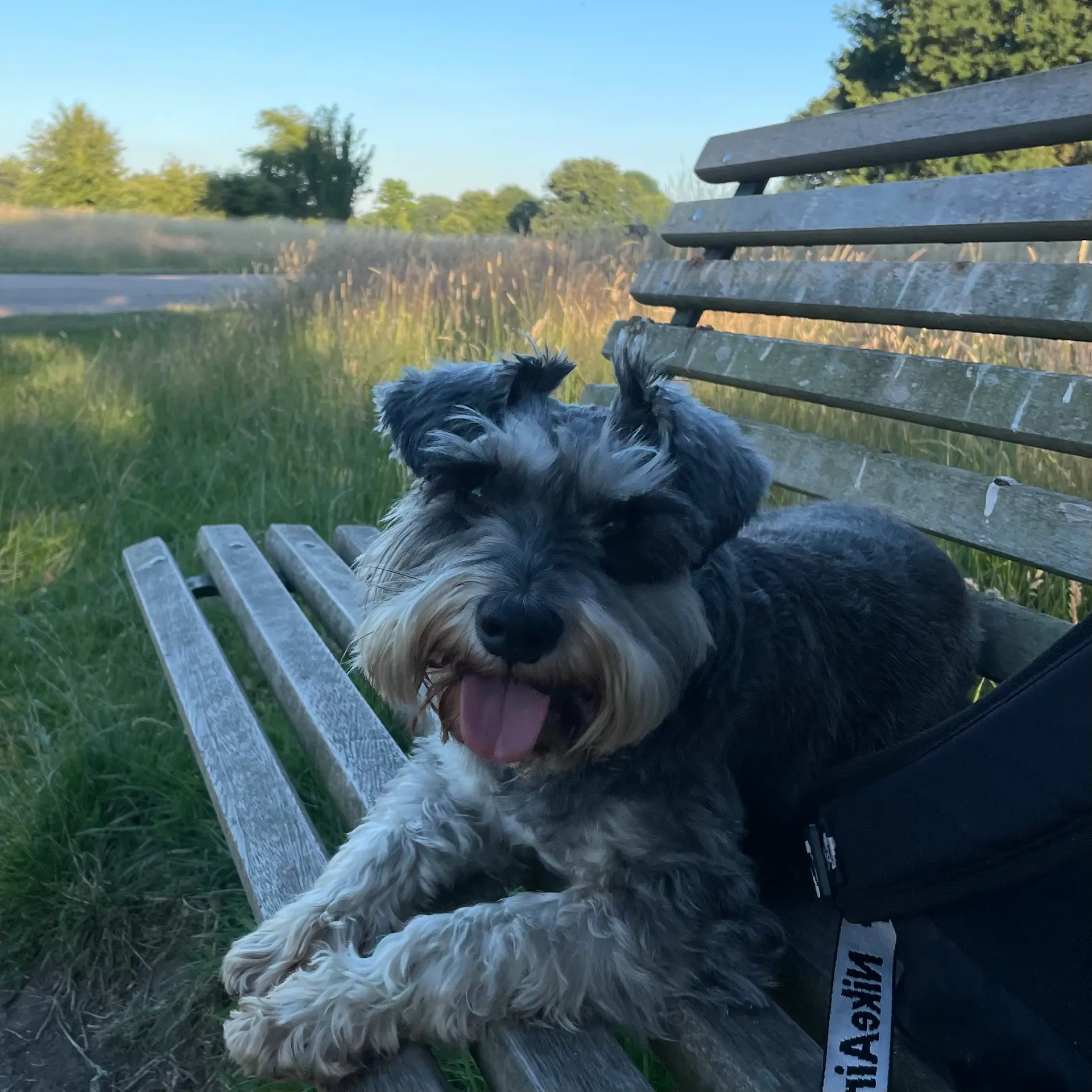 Milo, Daisy's miniature schnauzer, sitting on a park bench at sunset