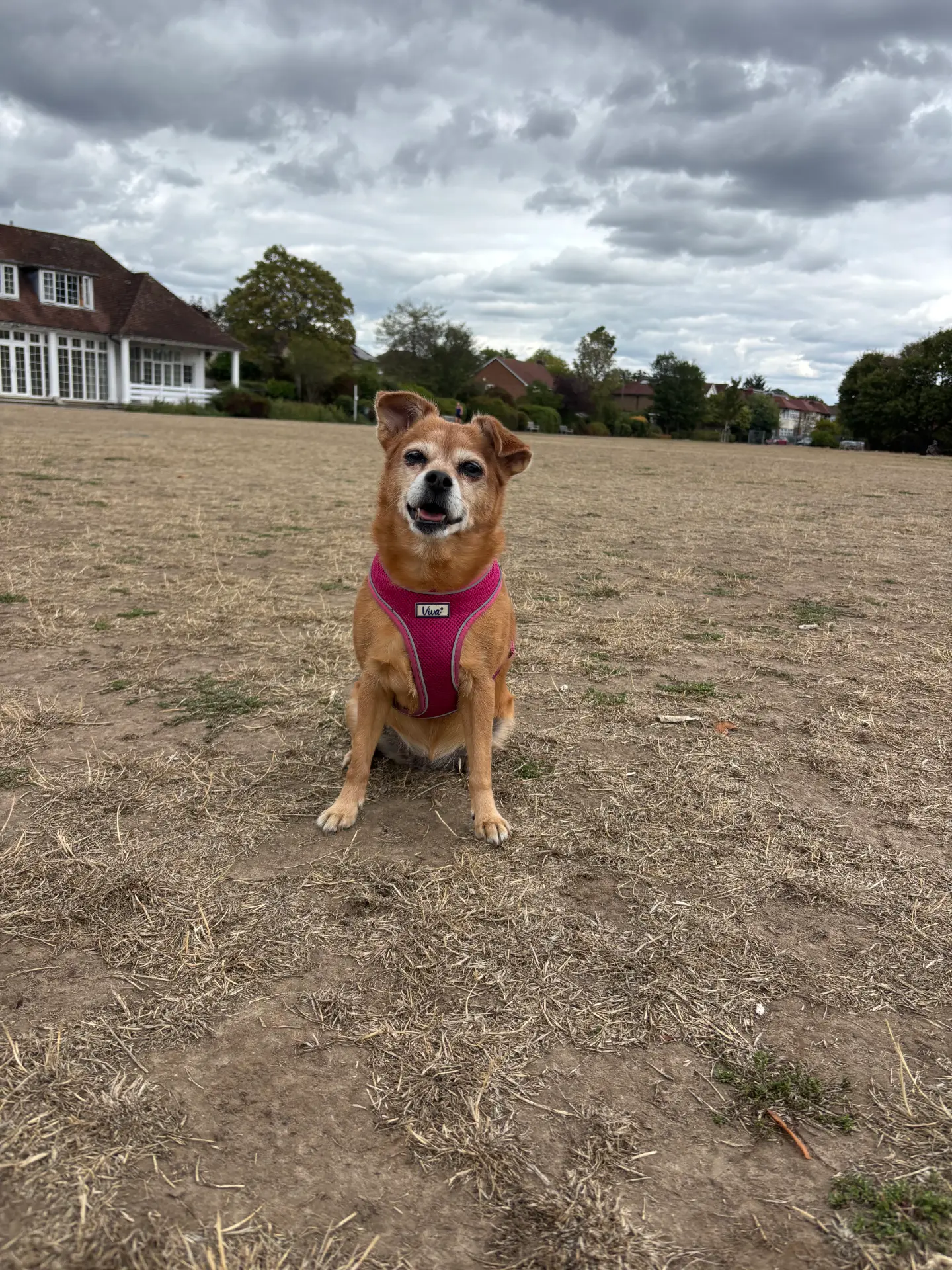 Cee Cee, Tracey's chihuahua, sitting on grass in a pink harness during a walk